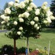 Hortensia paniculata Limelight copacel